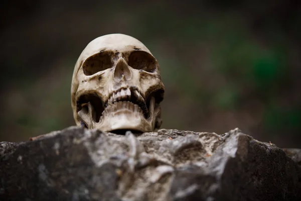 Cráneo Hombre Una Gran Losa Piedra Gris Una Copia Cráneo —  Fotos de Stock