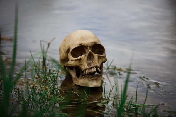 Human skull on the surface of the water in the river among the grass and algae. Fake skull close-up in the lake. A replica of a human skull for Halloween