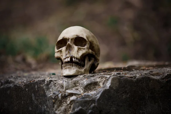 The skull of a man on a large gray stone slab. A copy of a human skull on a rock close-up for Halloween.