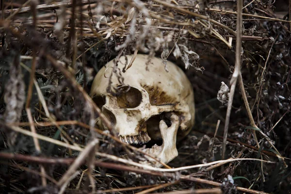 The skull of a man in the dry grass close-up. A fake skull lying in the grass last year.