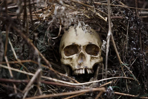 Der Schädel Eines Mannes Trockenen Gras Großaufnahme Letztes Jahr Lag — Stockfoto