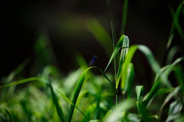 Göldeki su bitkileri, nilüferler ve periler. Mavi yusufçuk nilüferler üzerinde uçar ve çim oturur.