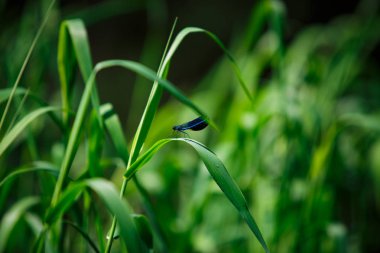 Göldeki su bitkileri, nilüferler ve periler. Mavi yusufçuk nilüferler üzerinde uçar ve çim oturur.
