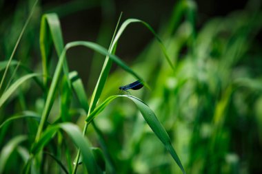 Göldeki su bitkileri, nilüferler ve periler. Mavi yusufçuk nilüferler üzerinde uçar ve çim oturur.