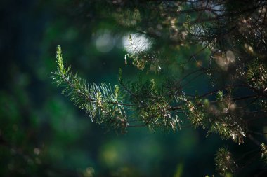 Nehir kenarındaki ormandaki ağaç dalları. Güneş ışığıyla aydınlatılan çam ve çıplak dallar