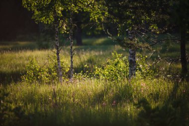 Nehir kenarındaki ormandaki ağaç dalları. Güneş ışığıyla aydınlatılan çam ve çıplak dallar