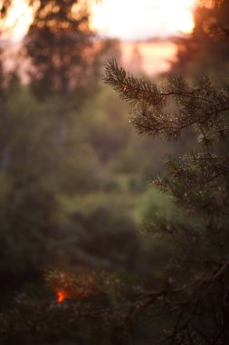 Ormanda gün batımının turuncu ışınları çam dallarında parlar. bir çam ormanında akşam.