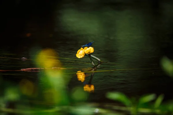 Plantes Aquatiques Nymphes Nymphes Sur Lac Libellule Bleue Vole Dessus — Photo