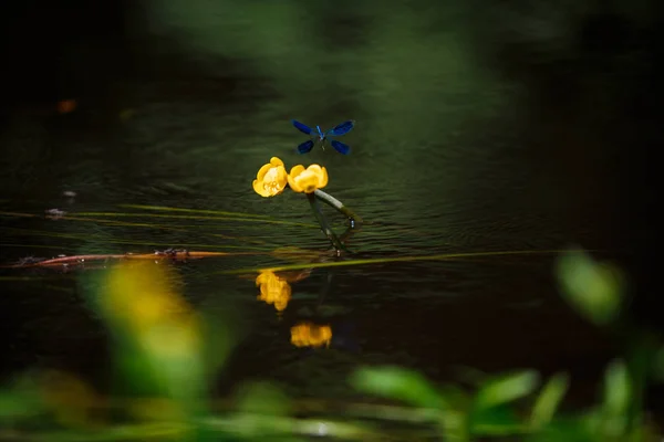 Waterplanten Waterlelies Nimfen Het Meer Blauwe Libel Vliegt Waterlelies Zit — Stockfoto