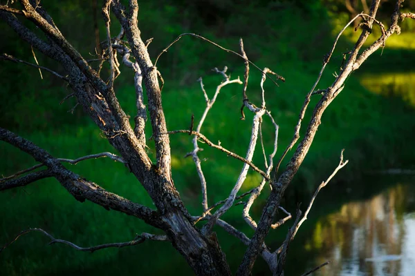 Gałęzie Drzew Lesie Pobliżu Rzeki Sosna Nagie Gałęzie Oświetlone Światłem — Zdjęcie stockowe