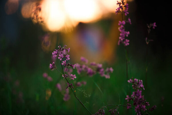 Pink flowers and grass are illuminated in the forest by the setting sun. Grass close-up with orange blurred background