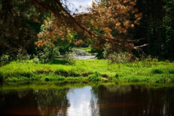 Ramas Árboles Bosque Cerca Del Río Pino Ramas Desnudas Iluminadas — Foto de Stock