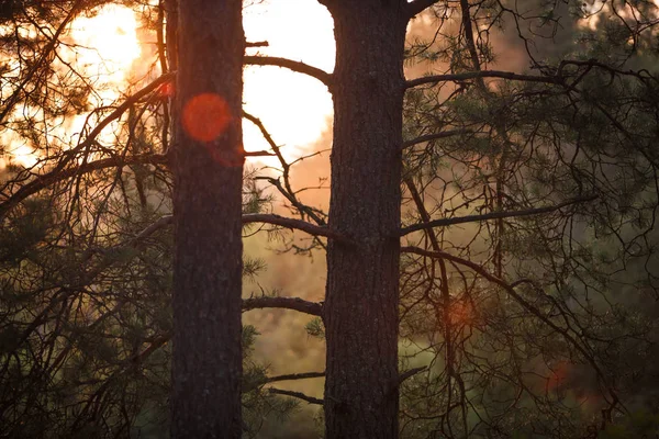 Die Orangefarbenen Strahlen Des Sonnenuntergangs Wald Leuchten Durch Die Kiefernzweige — Stockfoto