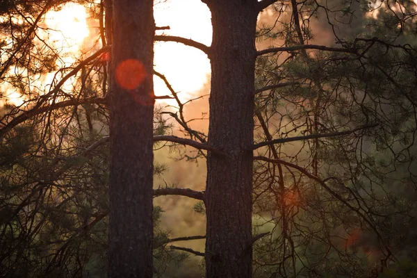 Los Rayos Naranjas Puesta Sol Bosque Brillan Través Las Ramas — Foto de Stock