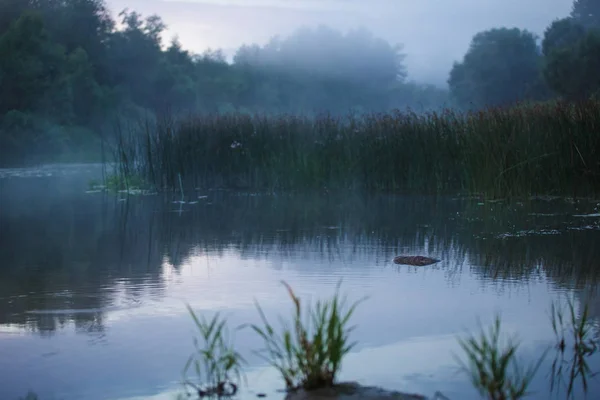 Wieczór Mgła Skrada Się Nad Rzeką Lasem Hazy Letni Wieczór — Zdjęcie stockowe