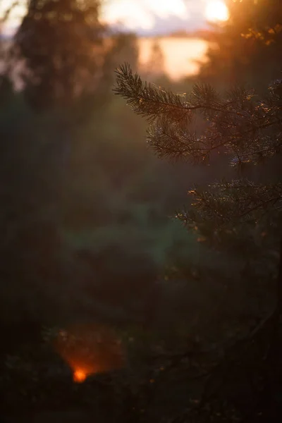 Oranje Stralen Van Zonsondergang Het Bos Schijnen Door Dennentakken Avond — Stockfoto