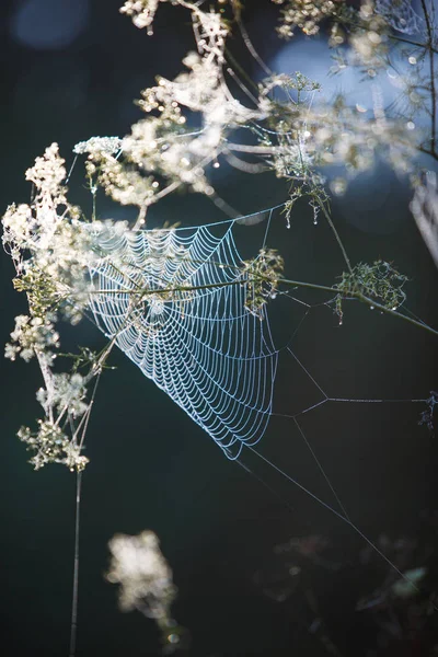 木の草や枝のクモの巣 ウェブグリッドは 朝の太陽の光によって照らされます — ストック写真