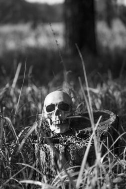 Uzun otların içinde bir insan kafatası. Siyah beyaz Cadılar Bayramı konsepti, çimenlerde korkunç kafatası maketleri.
