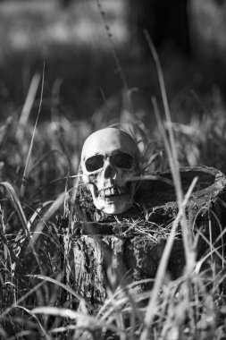 Uzun otların içinde bir insan kafatası. Siyah beyaz Cadılar Bayramı konsepti, çimenlerde korkunç kafatası maketleri.