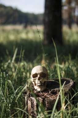 Uzun otların içinde bir insan kafatası. Siyah beyaz Cadılar Bayramı konsepti, çimenlerde korkunç kafatası maketleri.