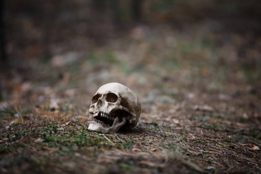 Yerde çam iğneleri olan bir insan kafatası. Cadılar Bayramı korkunç kavramı, alacakaranlıkta korkunç kafatası düzeni.