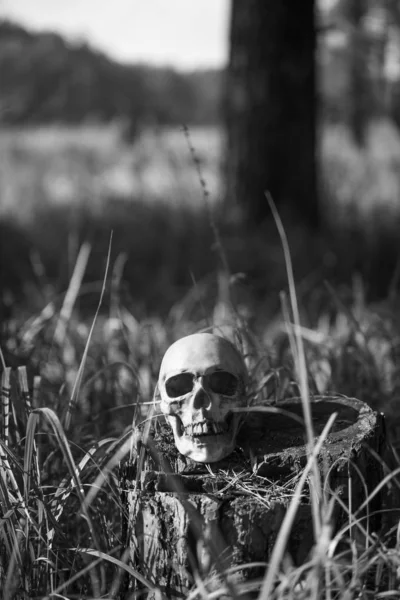 Uzun otların içinde bir insan kafatası. Siyah beyaz Cadılar Bayramı konsepti, çimenlerde korkunç kafatası maketleri.