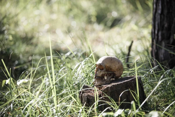 Uzun otların içinde bir insan kafatası. Siyah beyaz Cadılar Bayramı konsepti, çimenlerde korkunç kafatası maketleri.