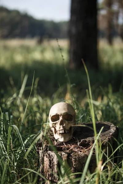 Uzun otların içinde bir insan kafatası. Siyah beyaz Cadılar Bayramı konsepti, çimenlerde korkunç kafatası maketleri.