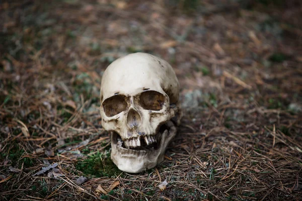 A human skull on the ground with pine needles. Horrible the concept of Halloween, scary skull layout at dusk.