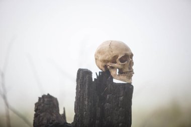 Siyah yanan bir kütüğün üzerindeki siste bir insan kafatası. Cadılar Bayramı konsepti, siyah bir kütük üzerinde korkunç sahte kafatası.