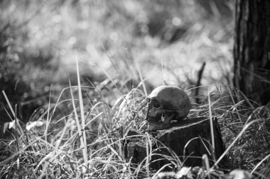 Uzun otların içinde bir insan kafatası. Siyah beyaz Cadılar Bayramı konsepti, çimenlerde korkunç kafatası maketleri.
