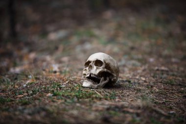 Yerde çam iğneleri olan bir insan kafatası. Cadılar Bayramı korkunç kavramı, alacakaranlıkta korkunç kafatası düzeni.