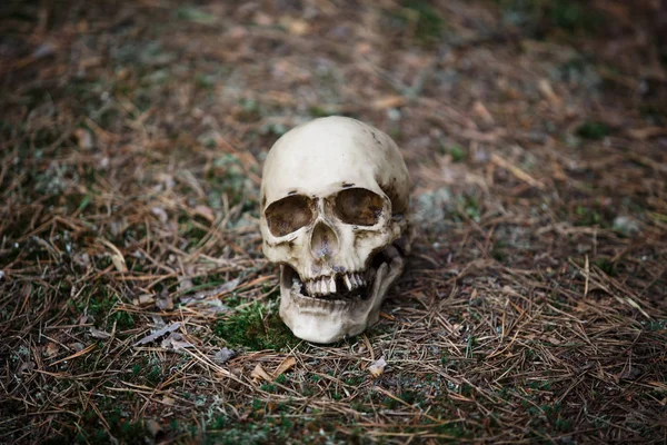 Cráneo Humano Suelo Con Agujas Pino Horrible Concepto Halloween Aterrador —  Fotos de Stock