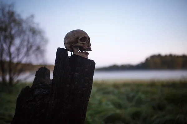 A human skull in the fog on a black burning stump. Halloween concept, scary mock skull on a black stump.