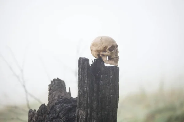 A human skull in the fog on a black burning stump. Halloween concept, scary mock skull on a black stump.