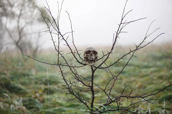 霧の中の人間の頭蓋骨は クモの巣が掛かる木の枝に身に着けている ハロウィーンの概念は 枝の鋭いスパイクに怖い頭蓋骨のレイアウト — ストック写真