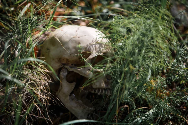 Uzun otların içinde bir insan kafatası. Siyah beyaz Cadılar Bayramı konsepti, çimenlerde korkunç kafatası maketleri.