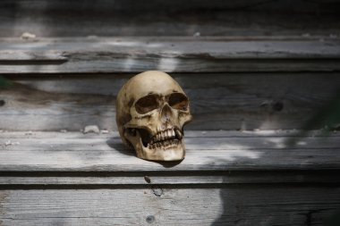 The skull of a man lying on the steps of an old wooden staircase, illuminated by light. Horrors in an abandoned house on Halloween