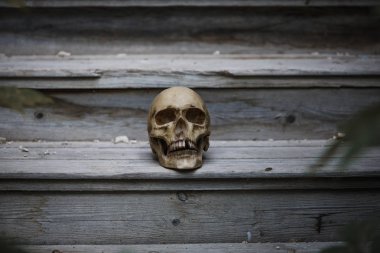 The skull of a man lying on the steps of an old wooden staircase, illuminated by light. Horrors in an abandoned house on Halloween