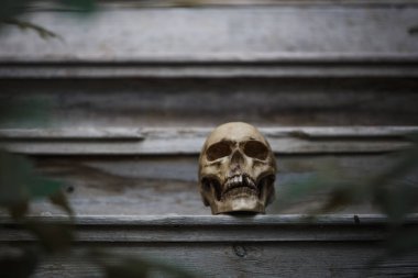 The skull of a man lying on the steps of an old wooden staircase, illuminated by light. Horrors in an abandoned house on Halloween