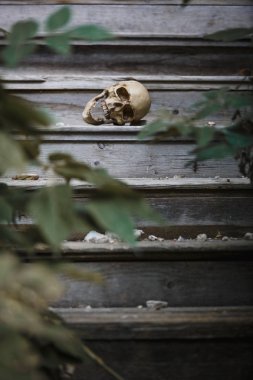 The skull of a man lying on the steps of an old wooden staircase, illuminated by light. Horrors in an abandoned house on Halloween