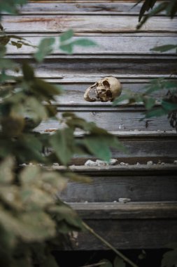 The skull of a man lying on the steps of an old wooden staircase, illuminated by light. Horrors in an abandoned house on Halloween