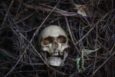 Human skull in the dry grass close-up. The layout of the skull in the gray branches on the ground