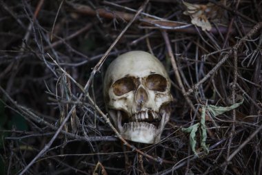 Human skull in the dry grass close-up. The layout of the skull in the gray branches on the ground
