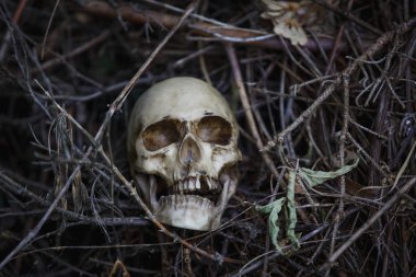 Human skull in the dry grass close-up. The layout of the skull in the gray branches on the ground
