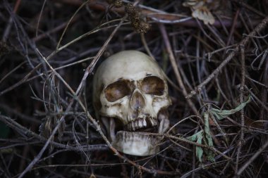 Human skull in the dry grass close-up. The layout of the skull in the gray branches on the ground