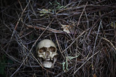 Human skull in the dry grass close-up. The layout of the skull in the gray branches on the ground