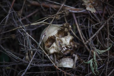 Human skull in the dry grass close-up. The layout of the skull in the gray branches on the ground