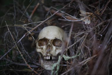 Human skull in the dry grass close-up. The layout of the skull in the gray branches on the ground