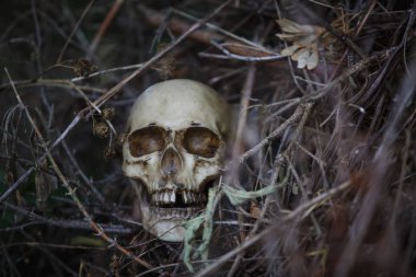 Human skull in the dry grass close-up. The layout of the skull in the gray branches on the ground